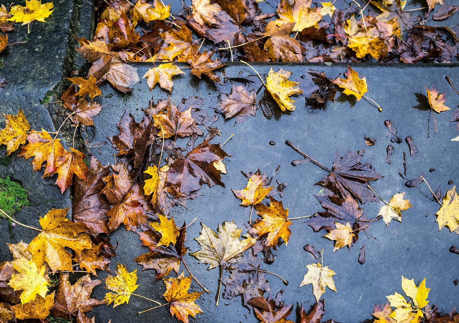 Wet autumn leaves on dark stone