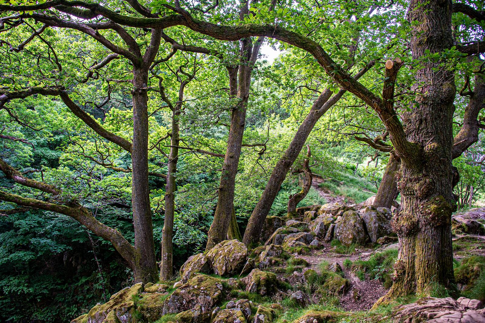 Ancient oaks above the gorge