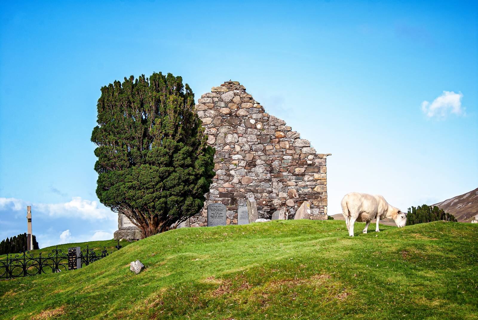 Sheep grazing at the kirk