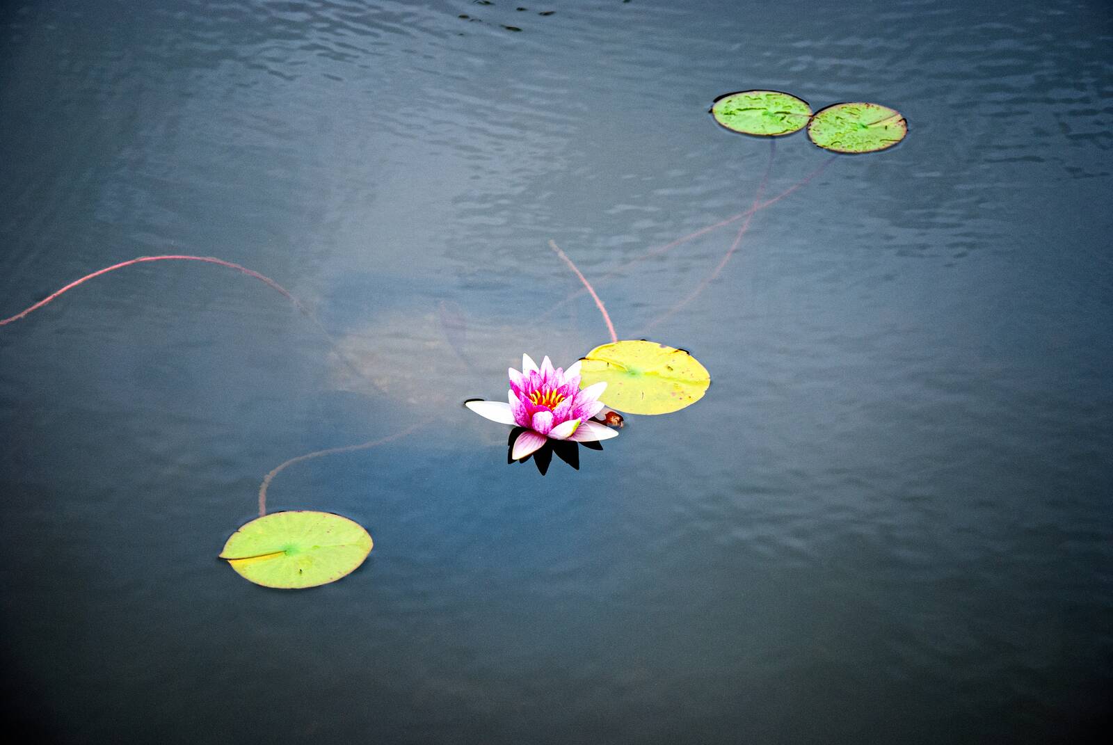 lili-uisge · water lily