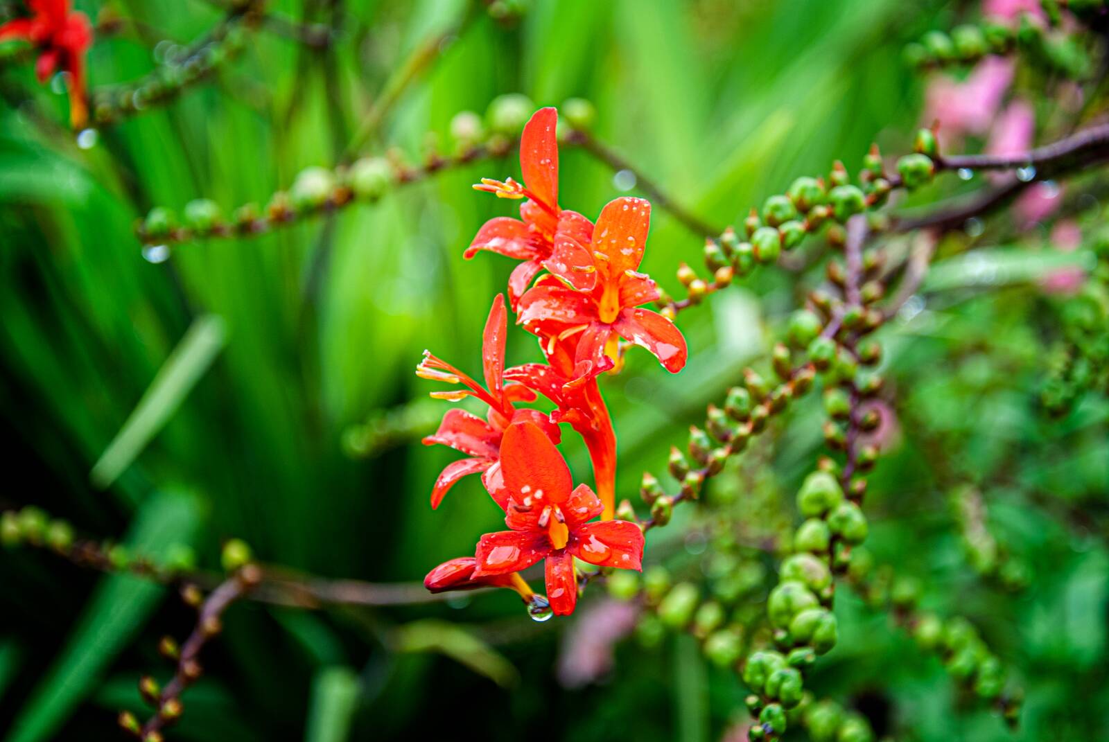 crocosmia