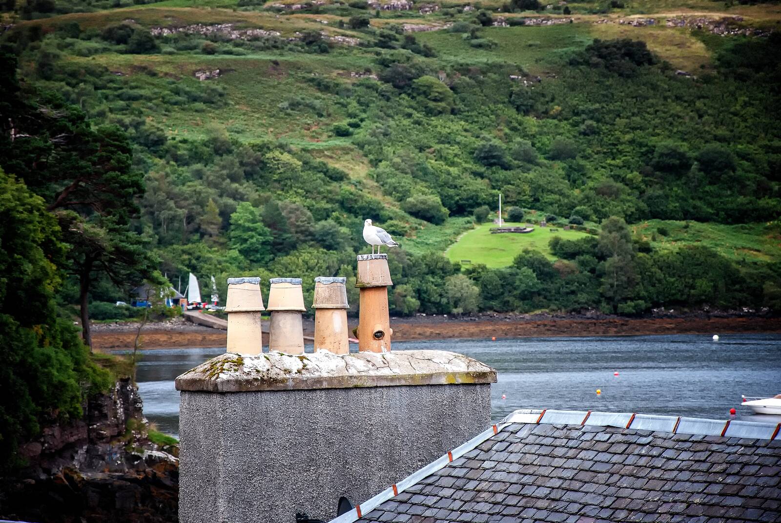 faoileagan · the gulls