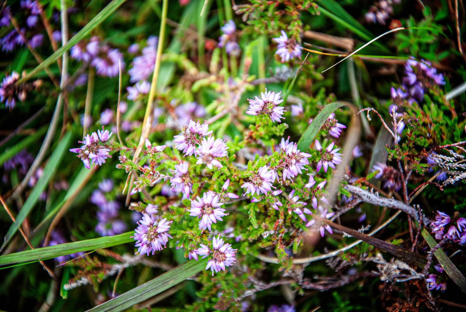 fraoch · heather